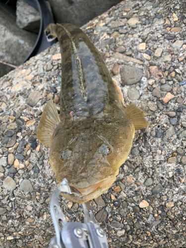 マゴチの釣果