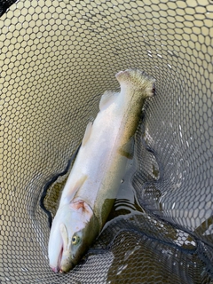 ニジマスの釣果