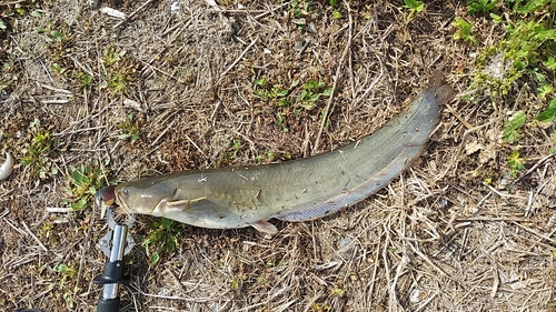 ナマズの釣果