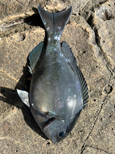 オキナメジナの釣果