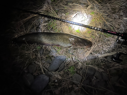 ナマズの釣果