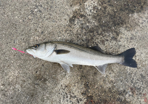 スズキの釣果