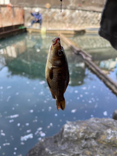 マブナの釣果