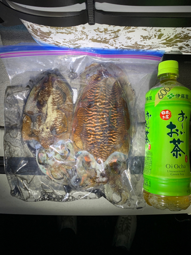 コウイカの釣果