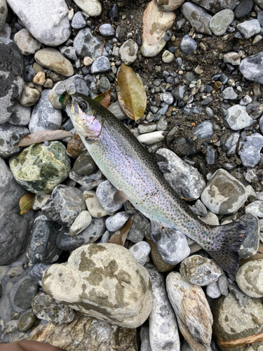 ニジマスの釣果