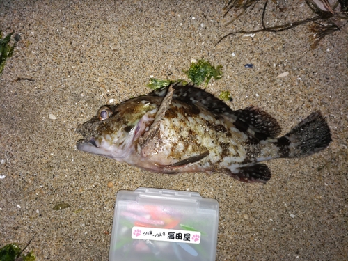 ガシラの釣果