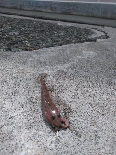 ハゼの釣果