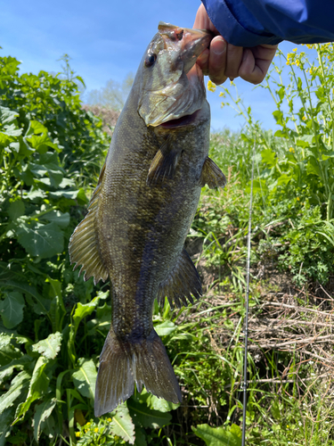 スモールマウスバスの釣果