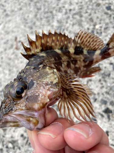 カサゴの釣果