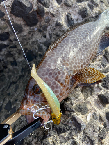 オオモンハタの釣果