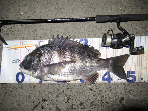 クロダイの釣果