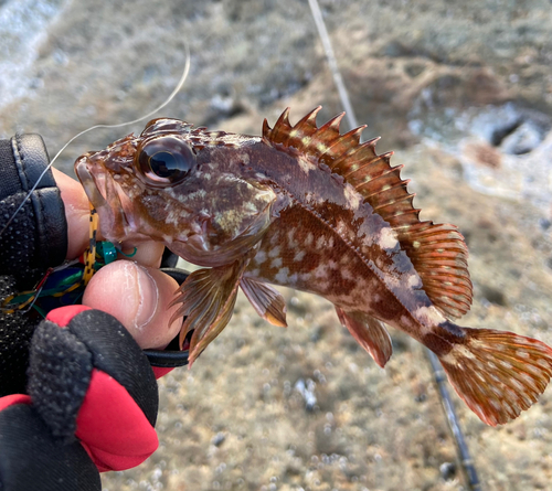 ガシラの釣果