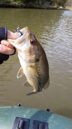 ブラックバスの釣果