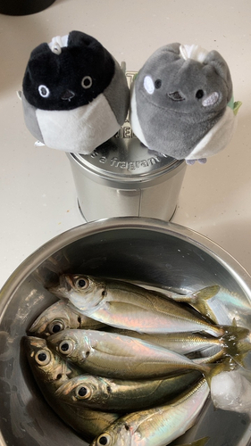 アジの釣果