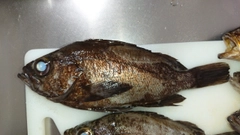 シロメバルの釣果