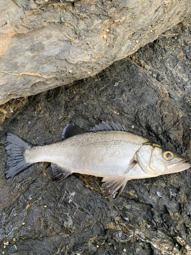 ヒラスズキの釣果