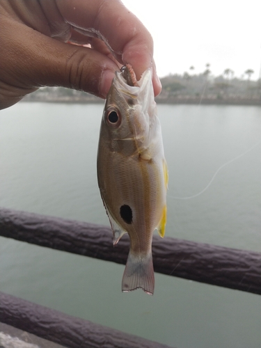 クロホシフエダイの釣果