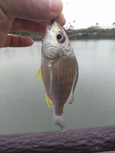 ホシミゾイサキの釣果