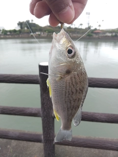 ホシミゾイサキの釣果