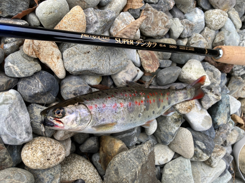 アマゴの釣果