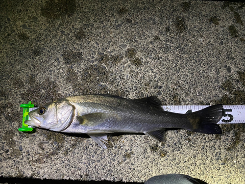 シーバスの釣果