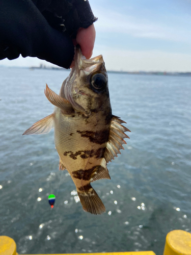 シロメバルの釣果