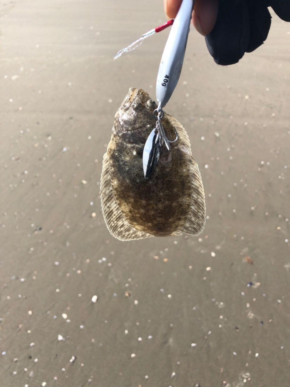 ヒラメ