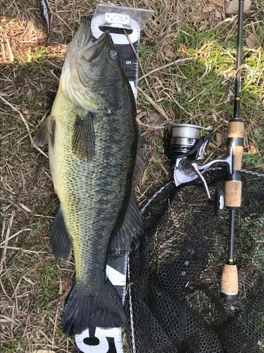 ブラックバスの釣果