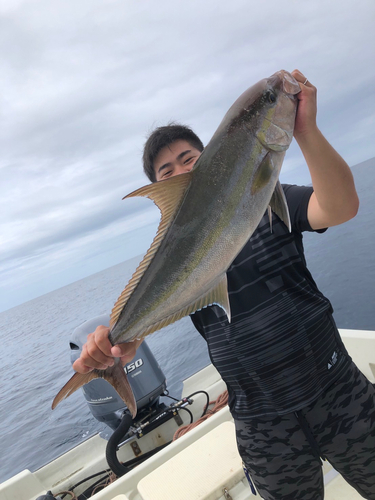 ヒレナガカンパチの釣果