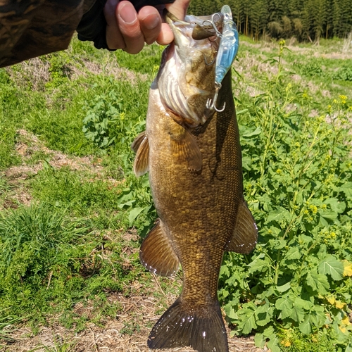 スモールマウスバスの釣果