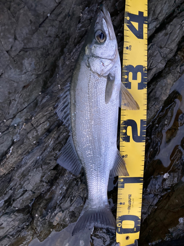 セイゴ（ヒラスズキ）の釣果