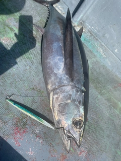 ビンチョウマグロの釣果