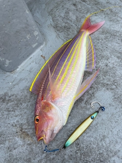 イトヨリダイの釣果