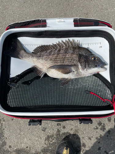 クロダイの釣果