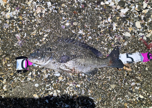 クロダイの釣果