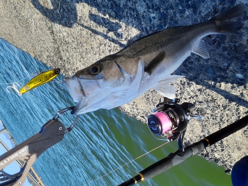 シーバスの釣果