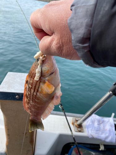 ホシササノハベラの釣果