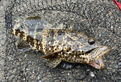 ヤイトハタの釣果