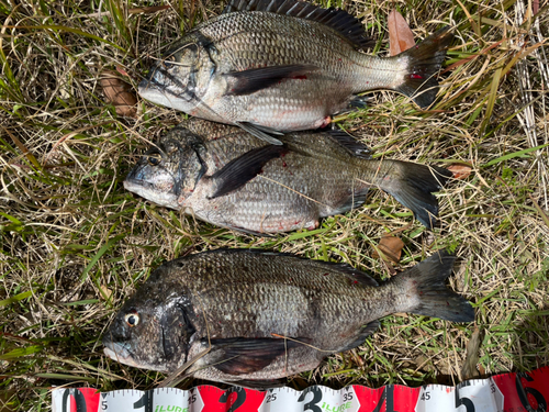 クロダイの釣果