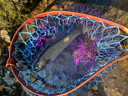 イワナの釣果