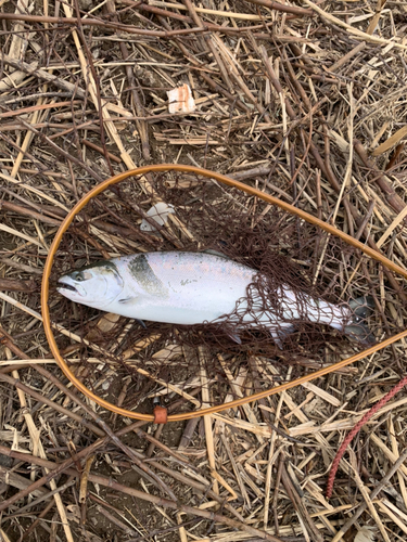 サクラマスの釣果