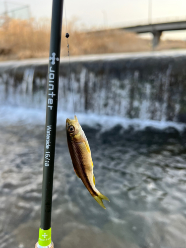 カワムツの釣果