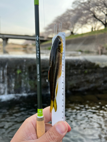 カワムツの釣果