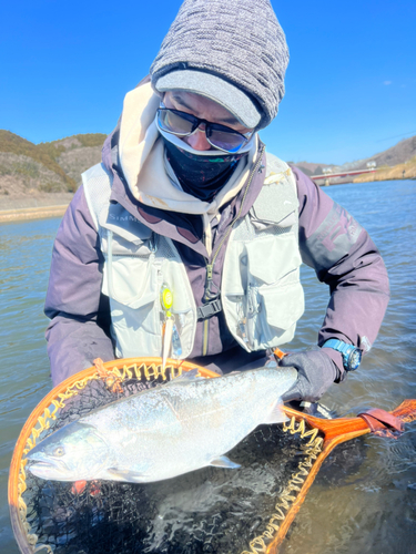 サクラマスの釣果