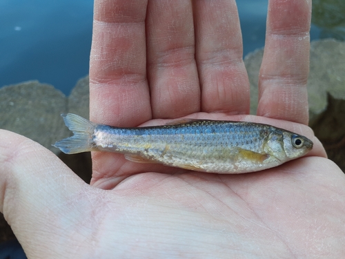 タモロコの釣果