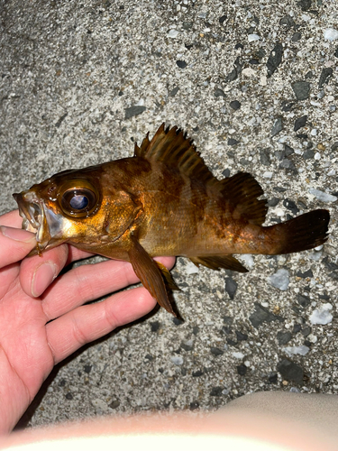 メバルの釣果