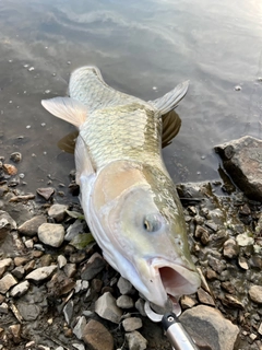 ソウギョの釣果