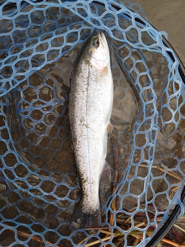 ニジマスの釣果