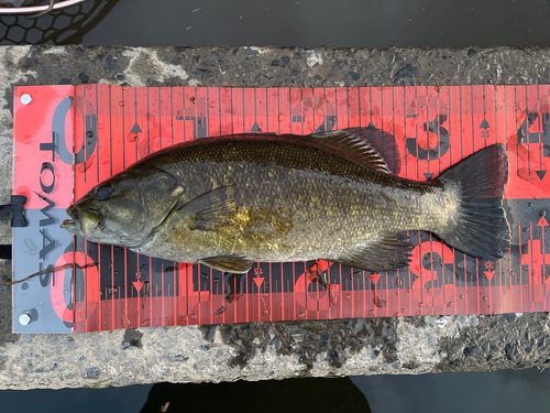 スモールマウスバスの釣果