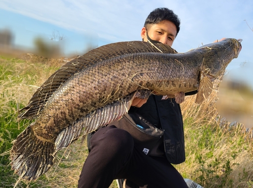 ライギョの釣果